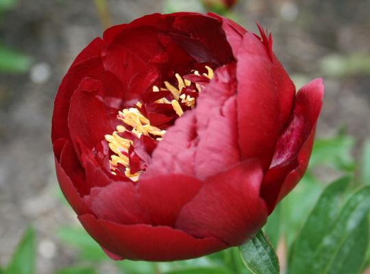 Paeonia lact. Buckeye Belle