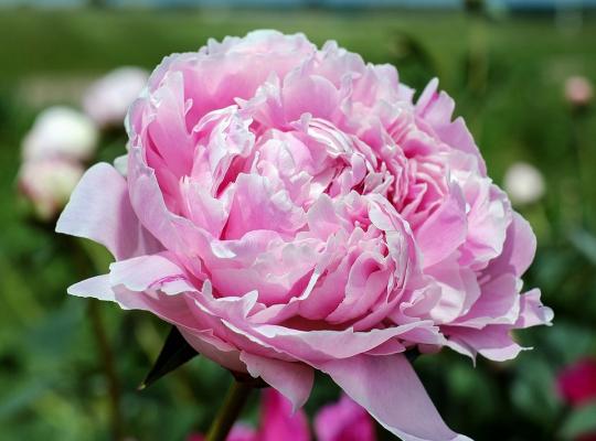 Paeonia lactiflora Sarah Bernhardt