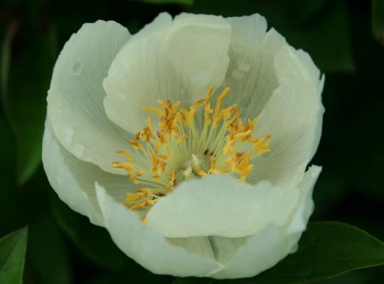 Paeonia lactiflora Starlight