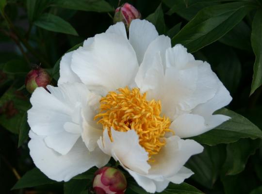 Paeonia 'White Wings'
