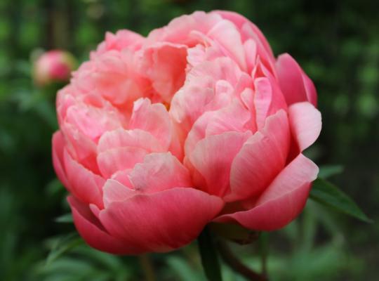 Paeonia lactiflora Coral Charm