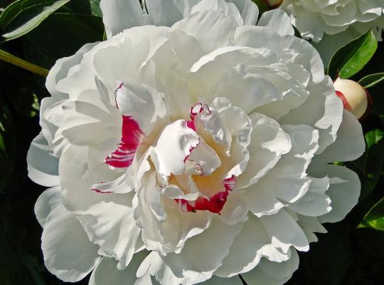 Paeonia lactiflora Festiva Maxima