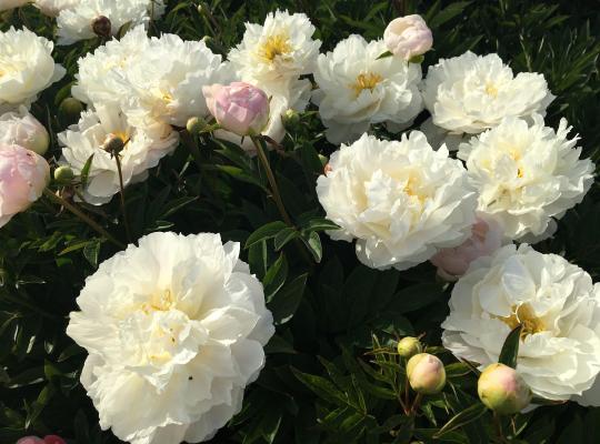 Paeonia lactiflora Miss America