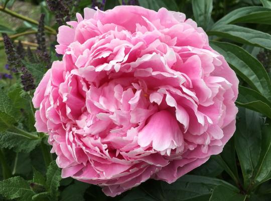 Paeonia officinalis Rosea Plena