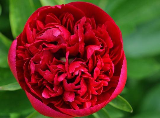 Paeonia off. 'Rubra Plena'
