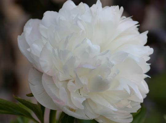 Paeonia off. 'Alba Plena'