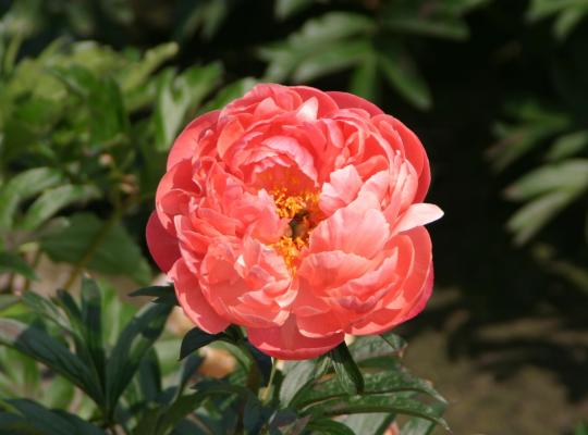 Paeonia 'Pink Hawaiian Coral'