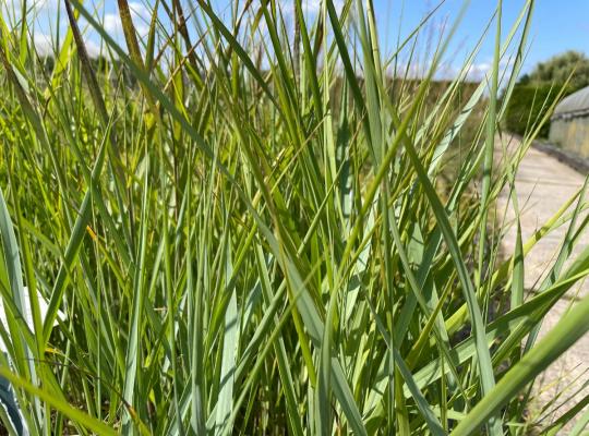 Panicum virgatum Prairie Sky