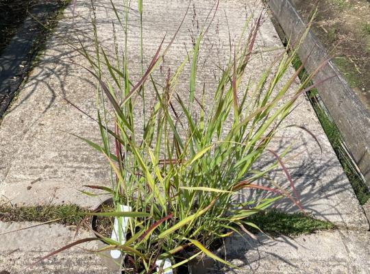 Panicum virgatum Shenandoah