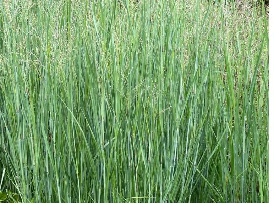 Panicum virgatum 'Heavy Metal'