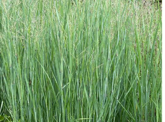 Panicum virgatum Heavy Metal