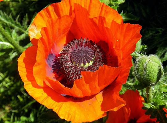 Papaver orientale Brilliant