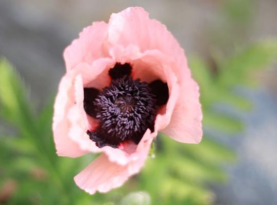 Papaver orientale Helen Elizabeth