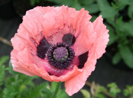 Papaver orientale Princess Victoria Louise