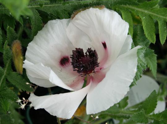 Papaver orientale Royal Wedding