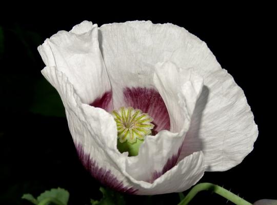 Papaver orientale Perry's White