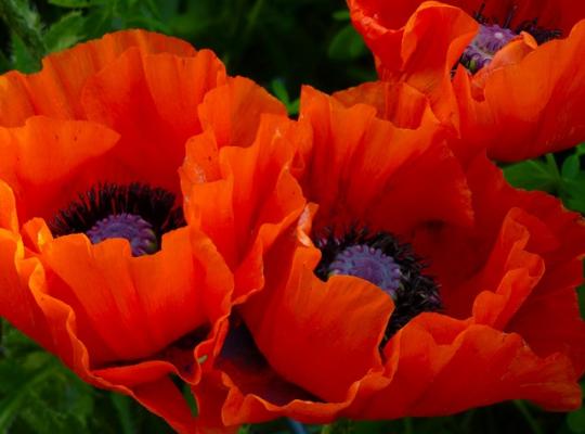 Papaver orientale Beauty of Livermere