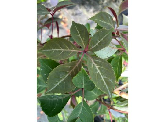 Parthenocissus henryana