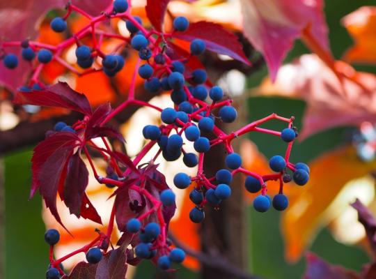 Parthenocissus tricuspidata Veitchii