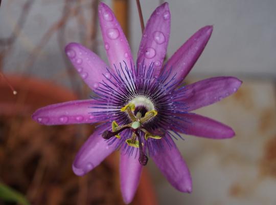 Passiflora caerulea Lavender Lady