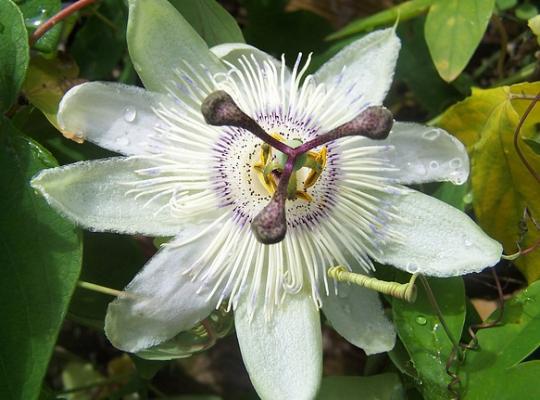 Passiflora caerulea Constance Elliott