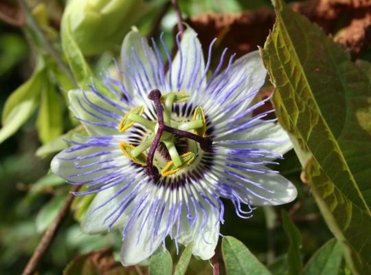 Passiflora caerulea