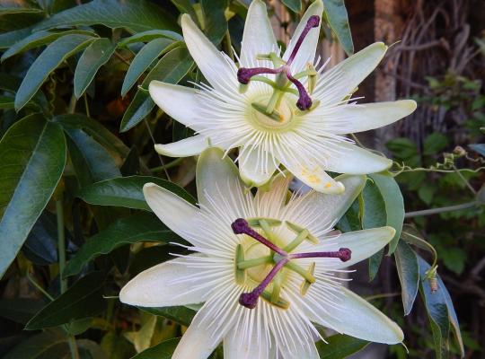 Passiflora 'Snow Queen'