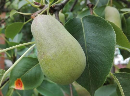 Pear Celebration