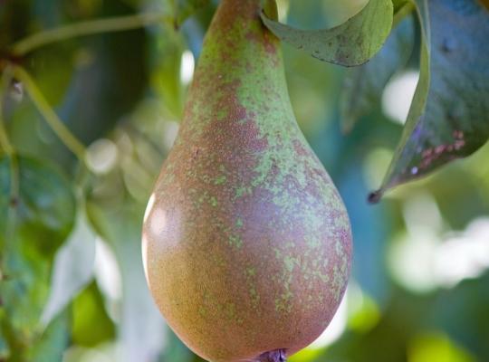 Pyrus c. 'Conference'