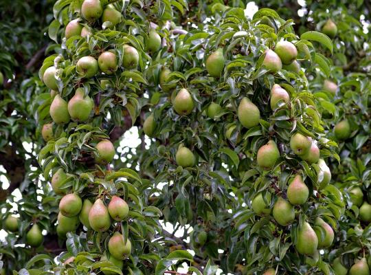 https://www.northhillnurseries.co.uk/images/galleryImage/cropped/pear-doyenne-du-comice.jpeg