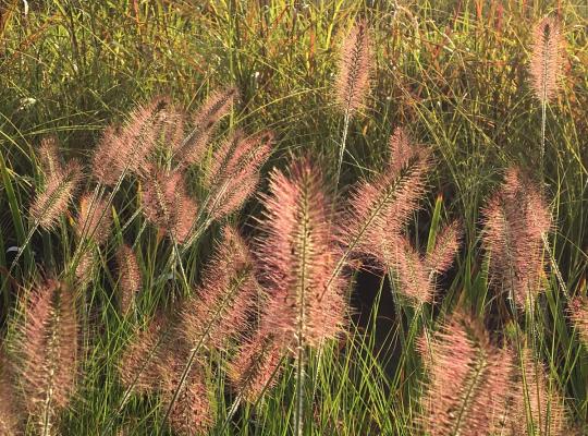 Pennisetum alopecuroides Hameln