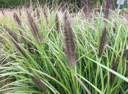 Pennisetum alopecuroides Red Head