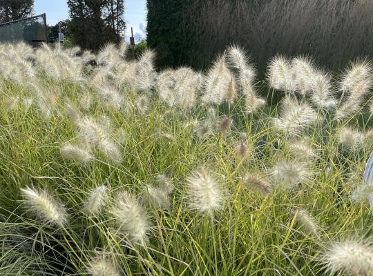 Pennisetum villosum