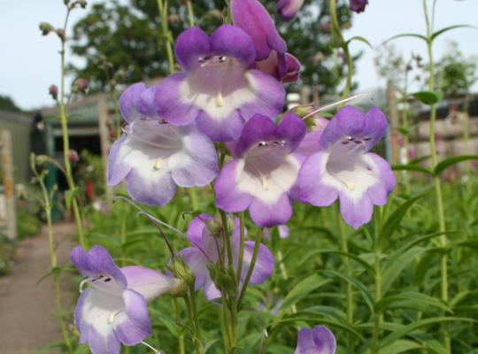 Penstemon 'Alice Hindley'