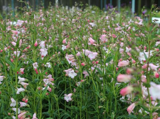 Penstemon 'Apple Blossom'