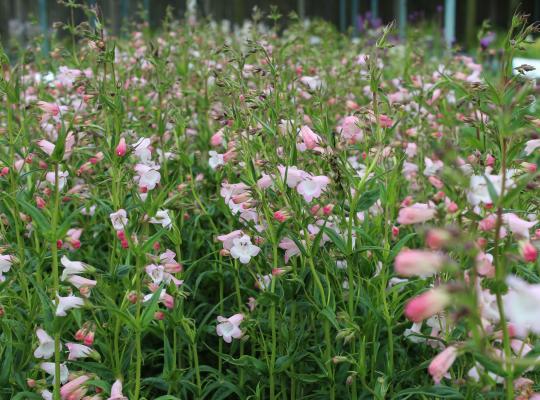 Penstemon Apple Blossom