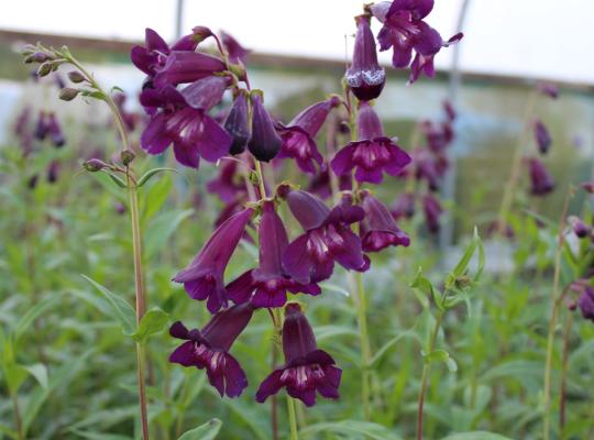 Penstemon Blackbird