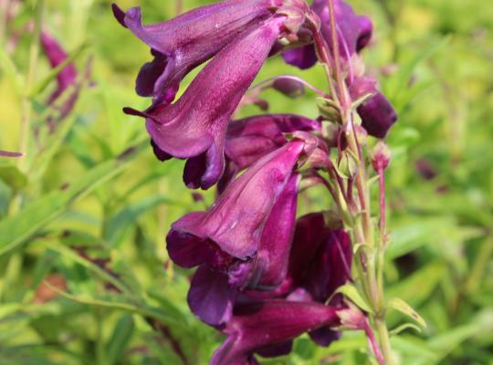 Penstemon 'Burgundy'