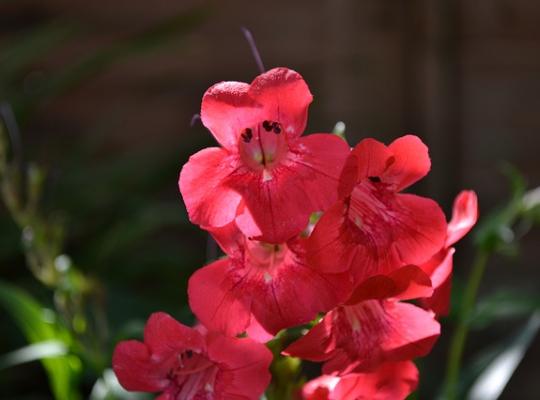 Penstemon Firebird