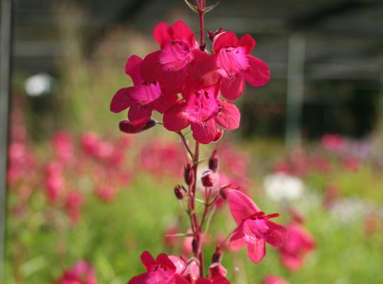 Penstemon 'Garnet'
