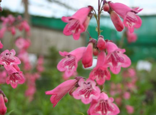 Penstemon Hewell's Pink