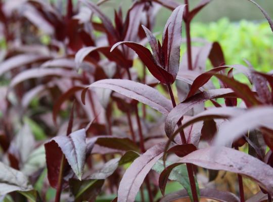 Penstemon digitalis Husker Red