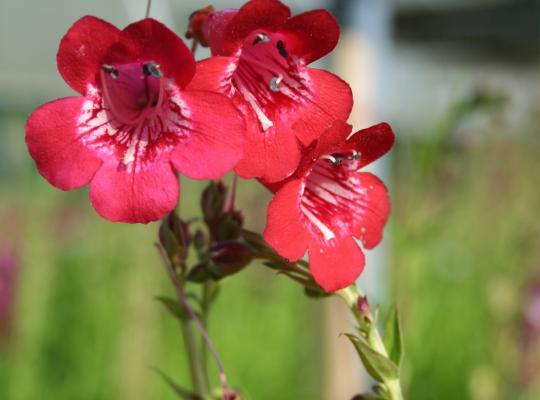 Penstemon King George