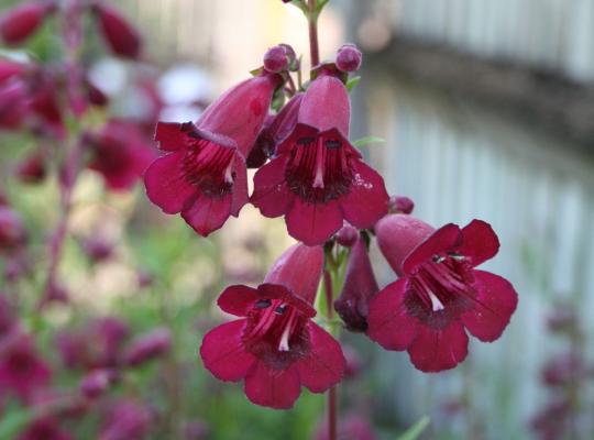 Penstemon Purple Bedder