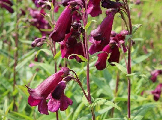 Penstemon Raven