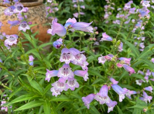 Penstemon Sour Grapes