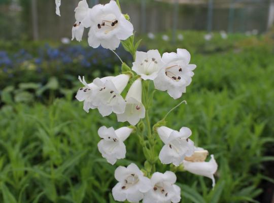 Penstemon White Bedder