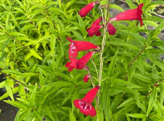 Penstemon Windsor Red