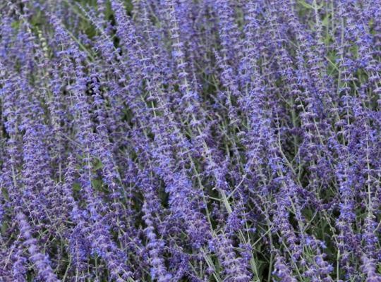 Perovskia atriplicifolia Blue Spire