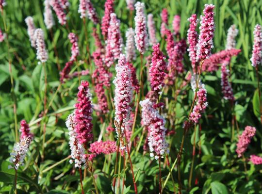 Persicaria affinis Darjeeling Red